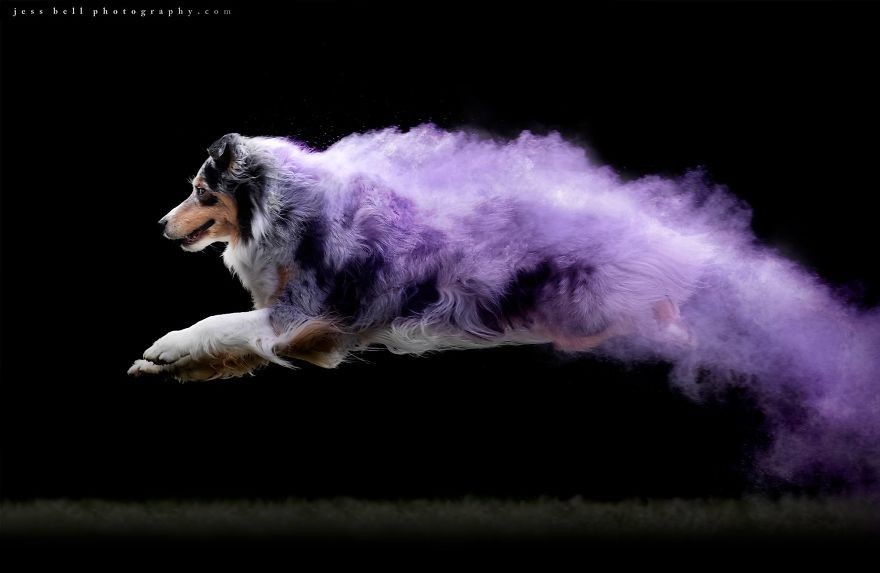 7. Australian Shepherd