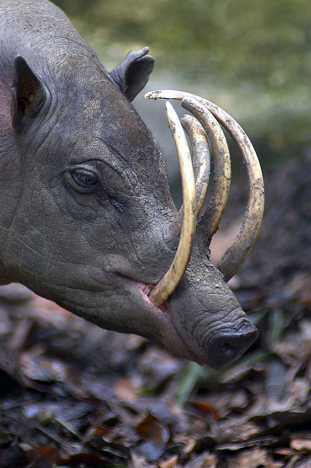 11. Babirussy