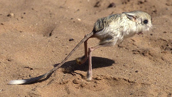 20. Gobi jerboa