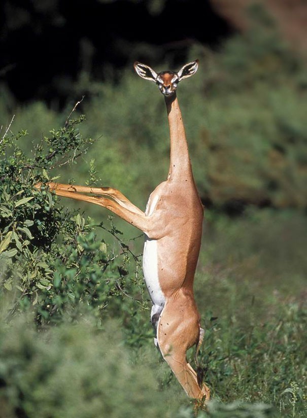 9. Gerenuk długoszyi