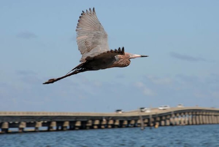 Egret pokryty ropą naftową