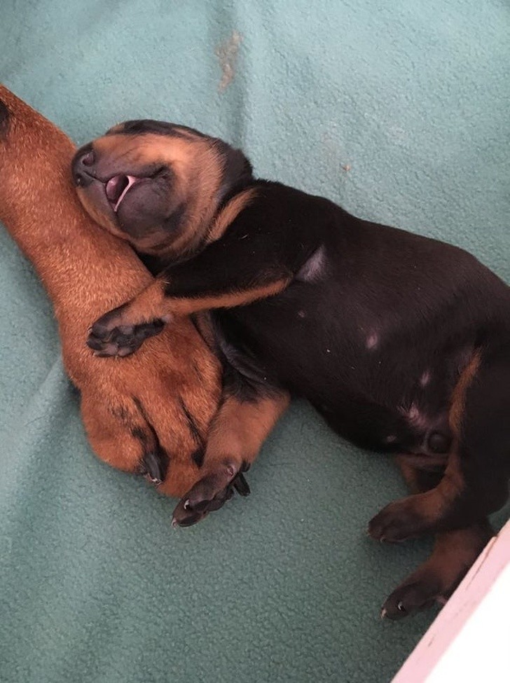 "Dobermanka mojej mamy urodziła tego słodkiego malucha."