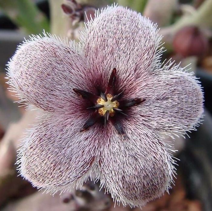 Stapelia