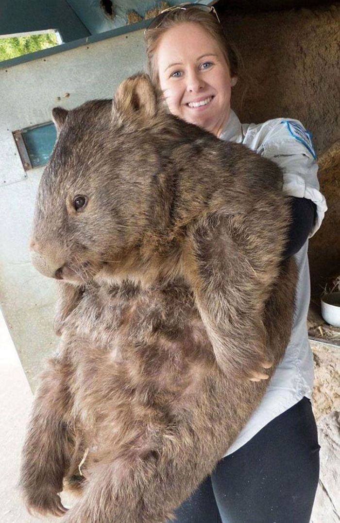 "Oto Patrick, najstarszy i największy wombat na świecie."