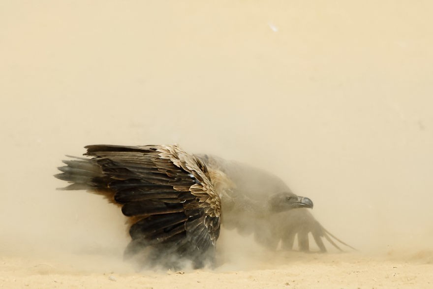 Sęp afrykański, Kalahari