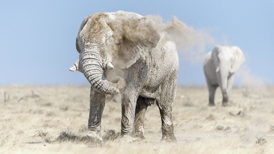 "Szare duchy" parku narodowego Etosha, Namibia