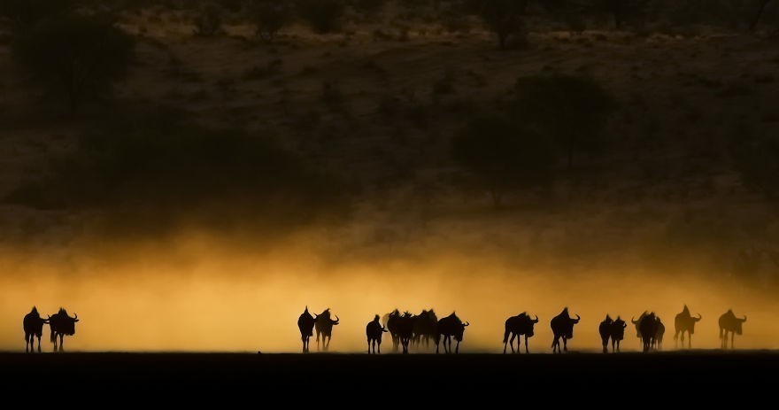 Pochód gnu, Kalahari