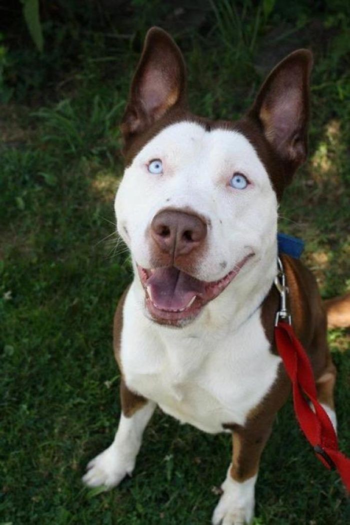 Pitbull + husky