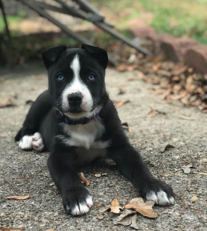 Pitbull + alaskan husky