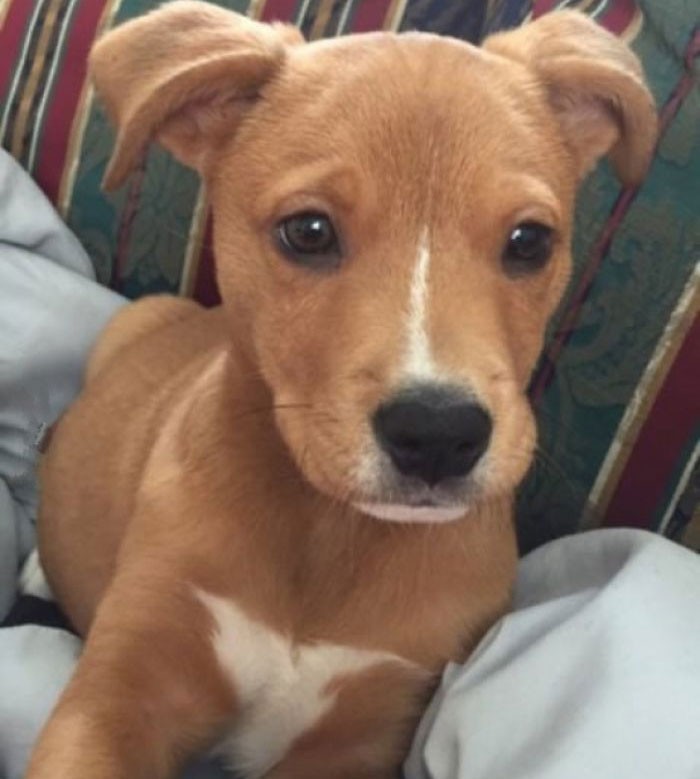 Pitbull + golden retriever