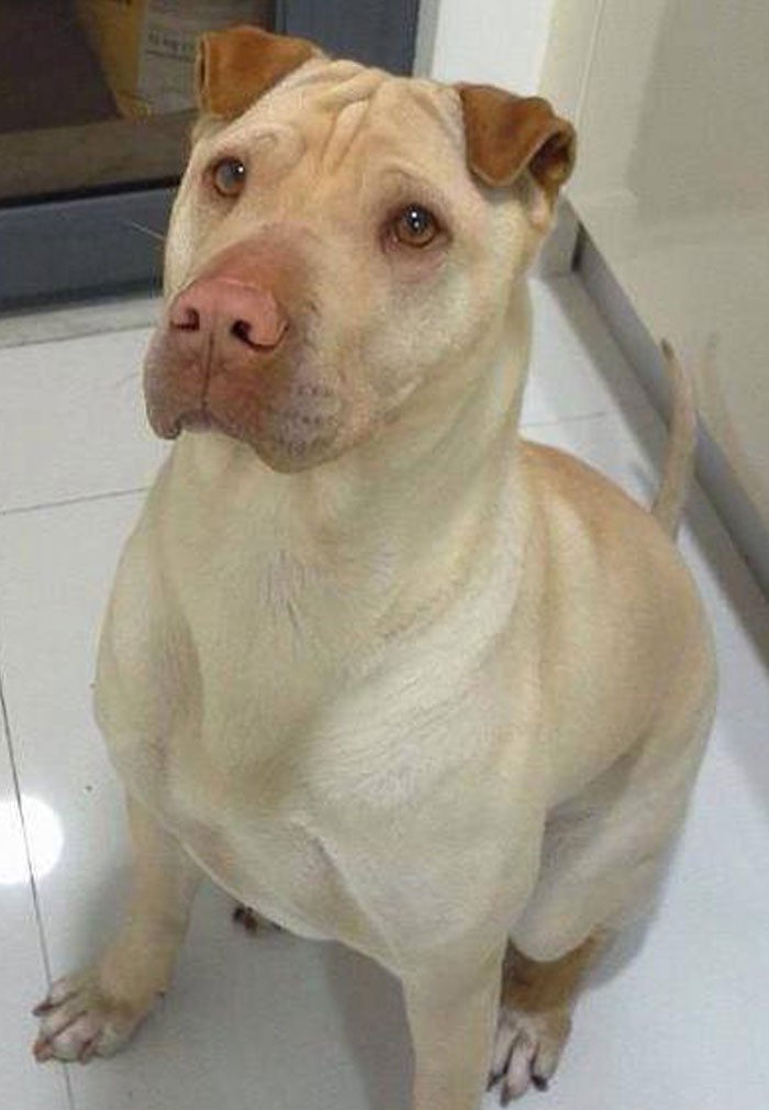 Pitbull + shar pei