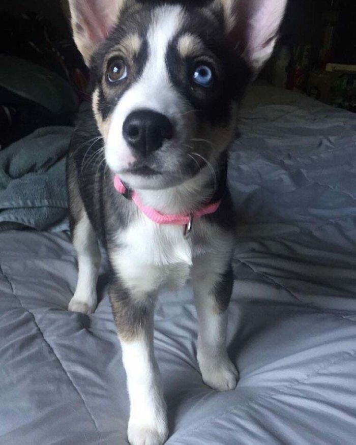 Pitbull + husky