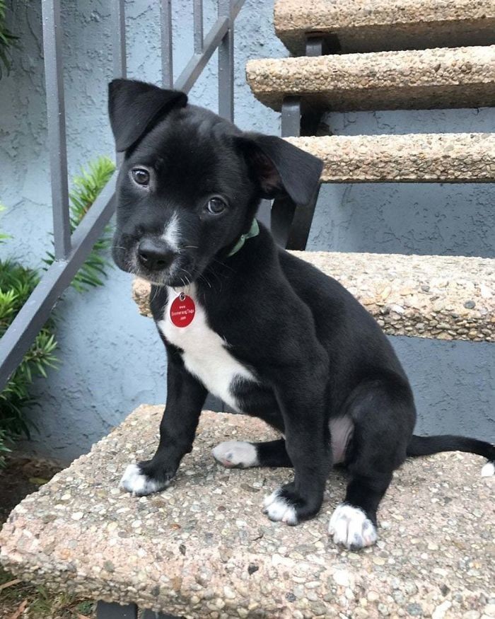 Pitbull + labrador