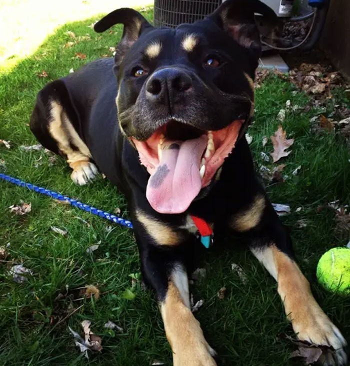 Pitbull + rottweiler