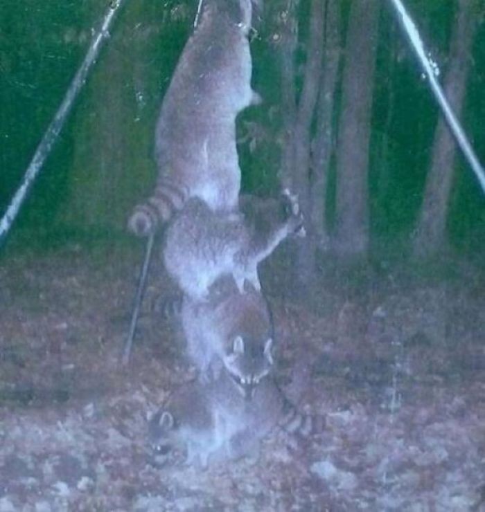 "Specjalnie zawiesiłem karmnik dla jeleni wyżej, aby szopy nie mogły do niego sięgnąć..."