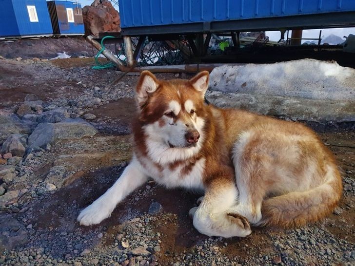 Oto Best - malamut, który wspiął się na szczyt  Mount Elbrus ponad 40 razy.