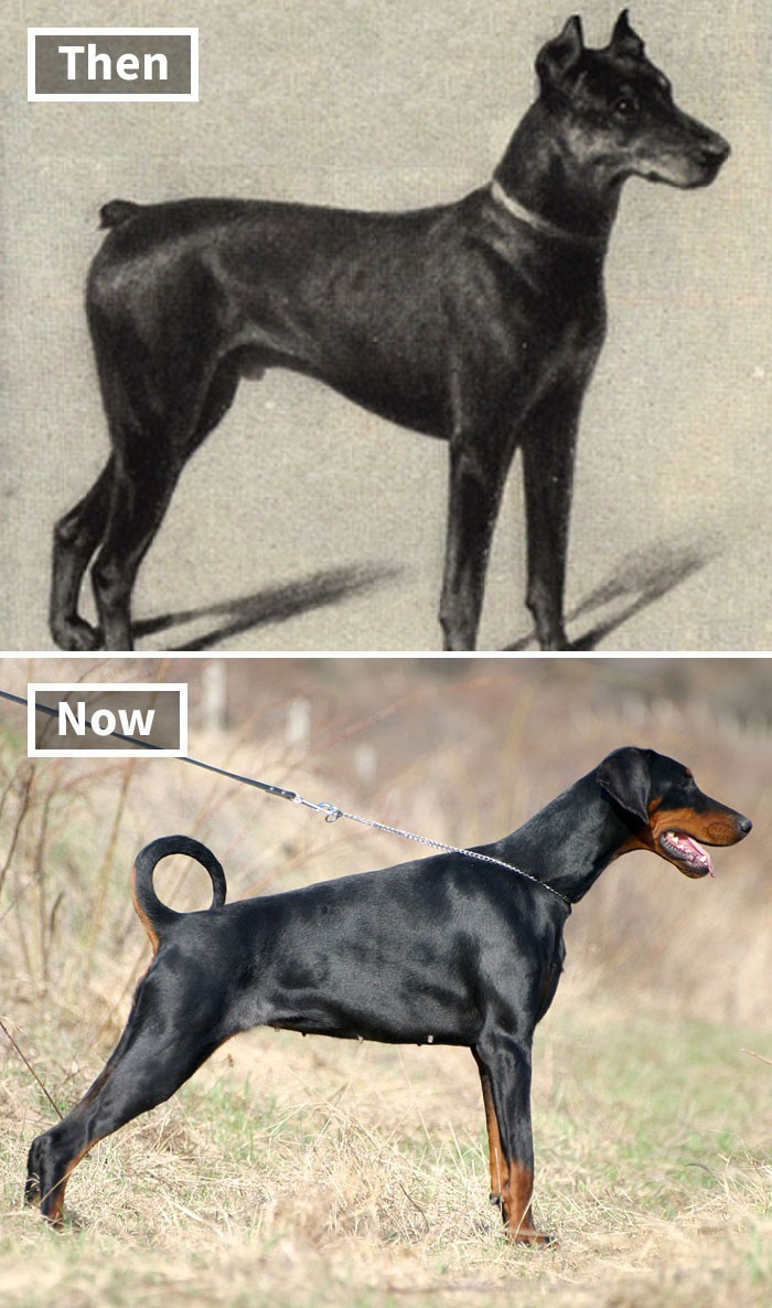 Doberman