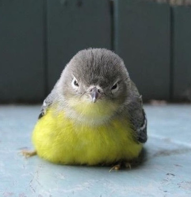 3. Angry bird 2.0