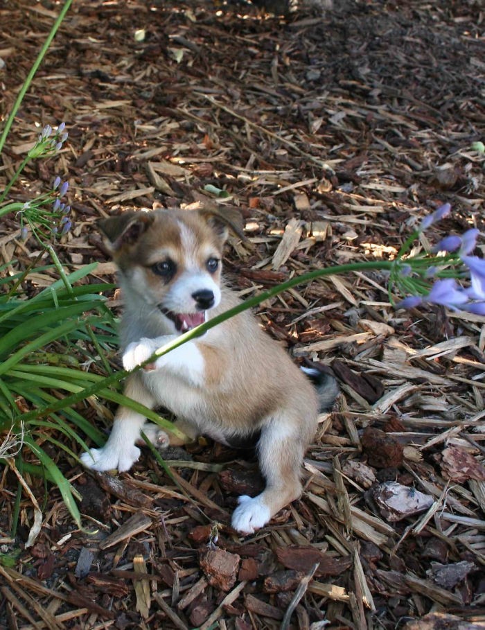 Oto Skadi, norweski lundehund z naturalną polidaktylią. W 1963 roku, na świecie żyło zaledwie 6  psów tej rasy.