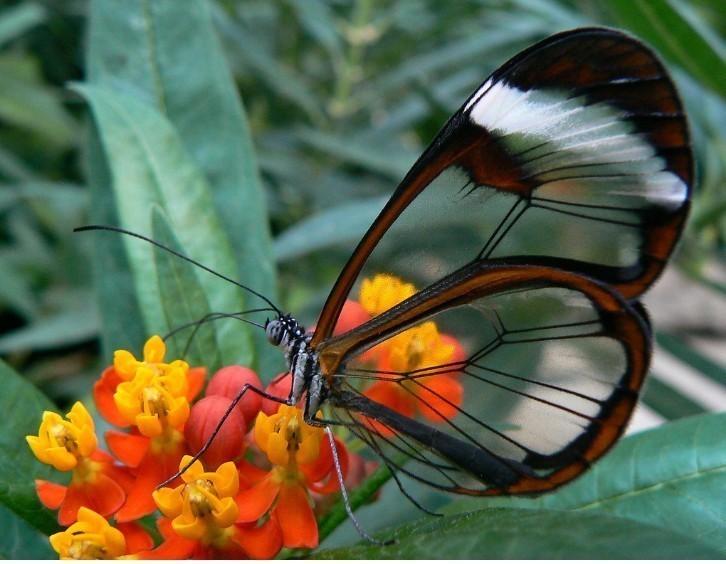 3. Motyl szklanoskrzydły