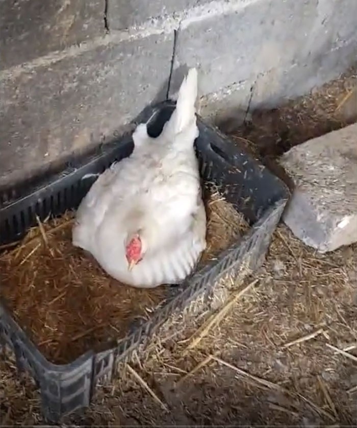 Szybko zorientował się jednak, że dźwięki dobiegały spod jednej z kur.