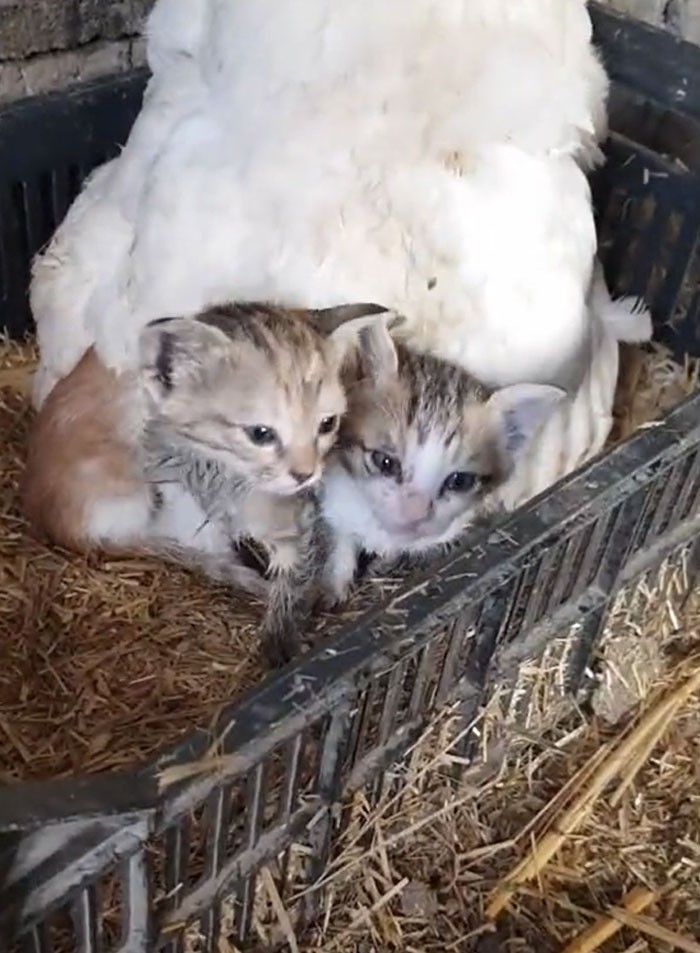 Opiekuńcza kura o imieniu Lee przygarnęła kocięta pod swoje ciepłe pióra, po tym jak zginęła ich mama.