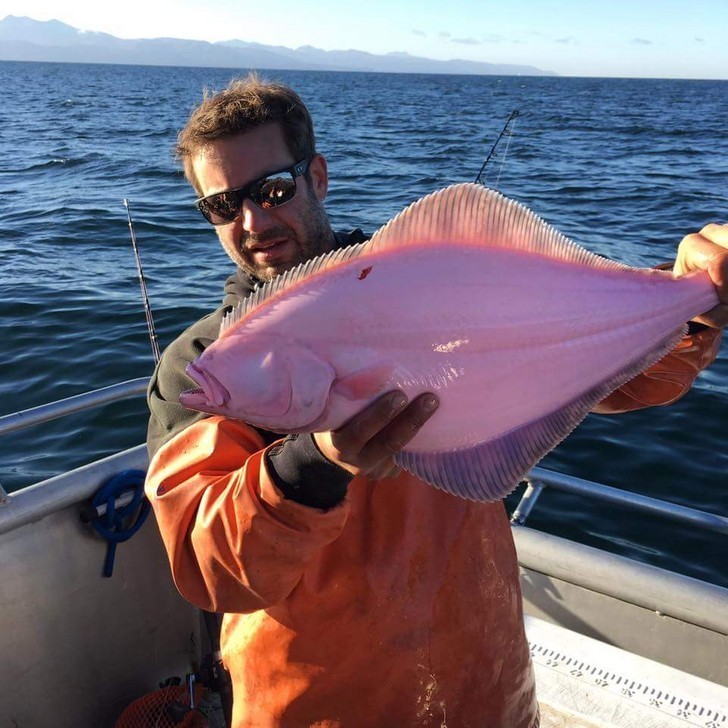 9. Halibut w osobliwym różowym kolorze