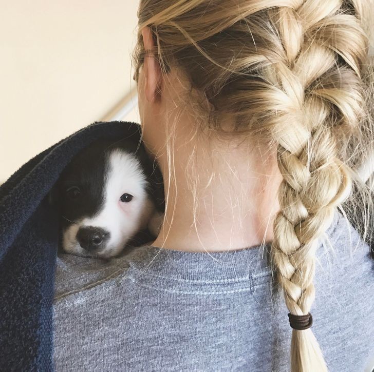 2. "Zaskoczyłem moją dziewczynę szczeniakiem border collie. Oboje wyglądają na zadowolonych."