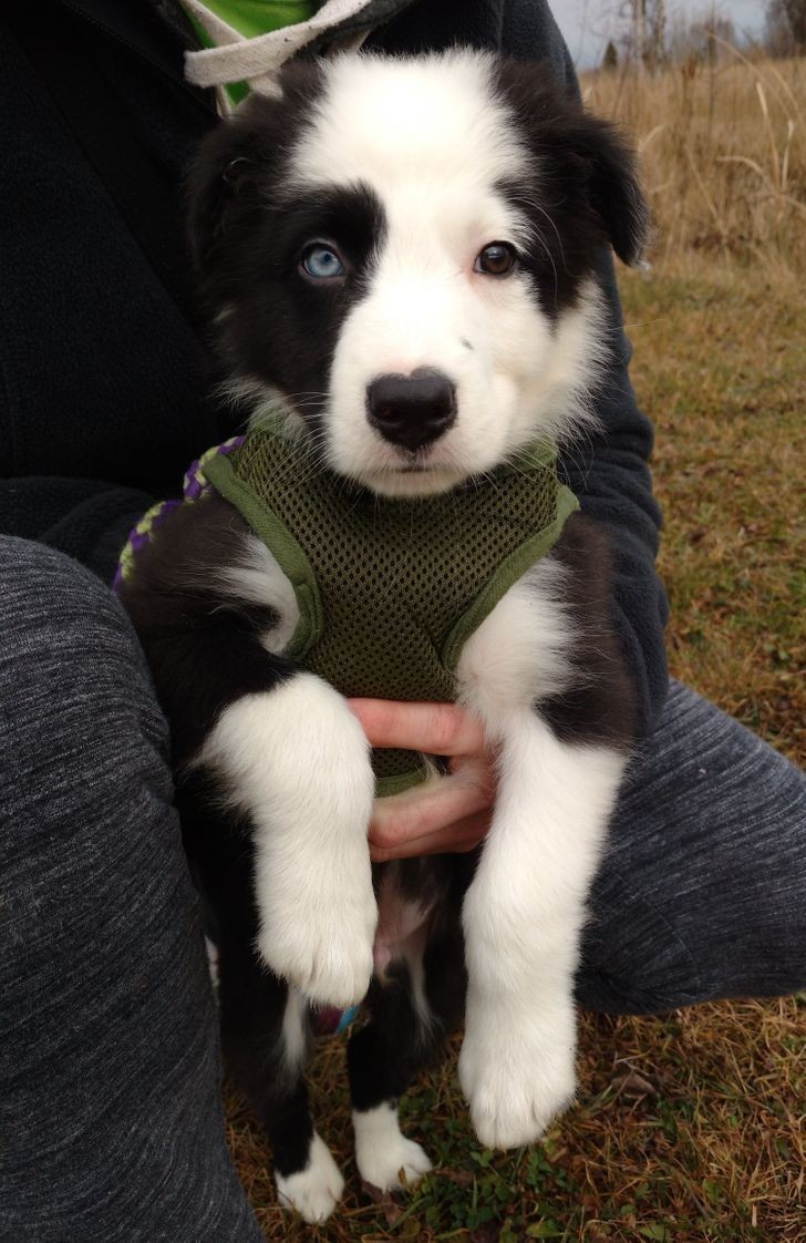 3. "Do schroniska w którym pracuję trafił miot pięciu tygodniowych szczeniaków border collie. Mój kolega wybrał sobie jednego jeszcze zanim otworzył oczy po raz pierwszy. Okazało się, że jako jedyny miał niebieskie oko. Oto Ollie!"