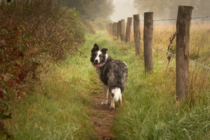 4. "Zrobiłam zdjęcie naszemu 6-miesięcznemu border collie."