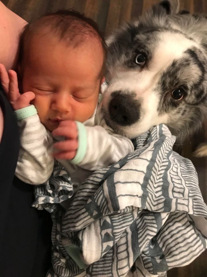 5. "3 tygodnie temu urodziło nam się dziecko, a od powrotu do domu, nasz border collie nie odstępuje go o krok."