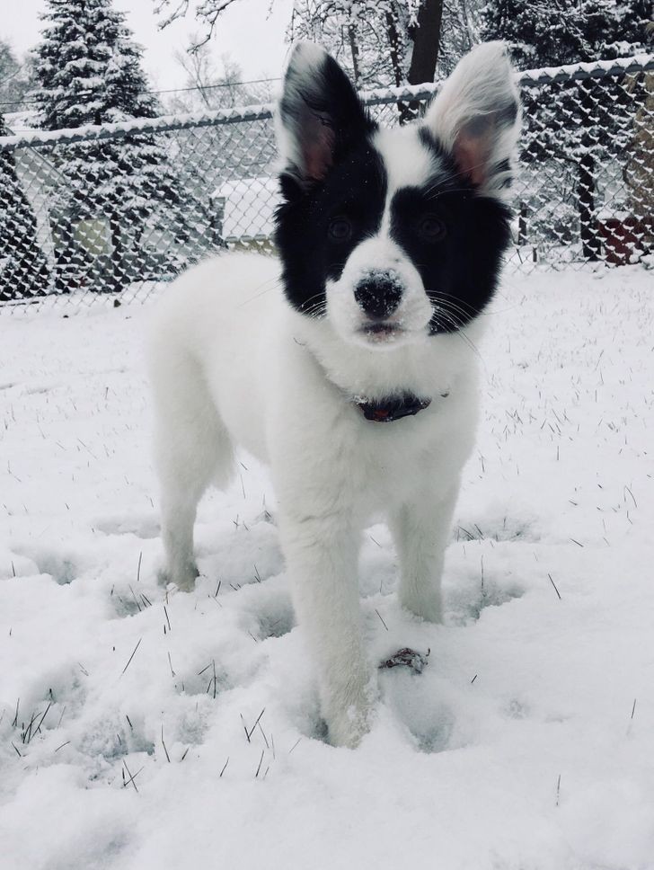 10. "Oto Loki, 3-miesięczny border collie, którym opiekujemy się w pracy."