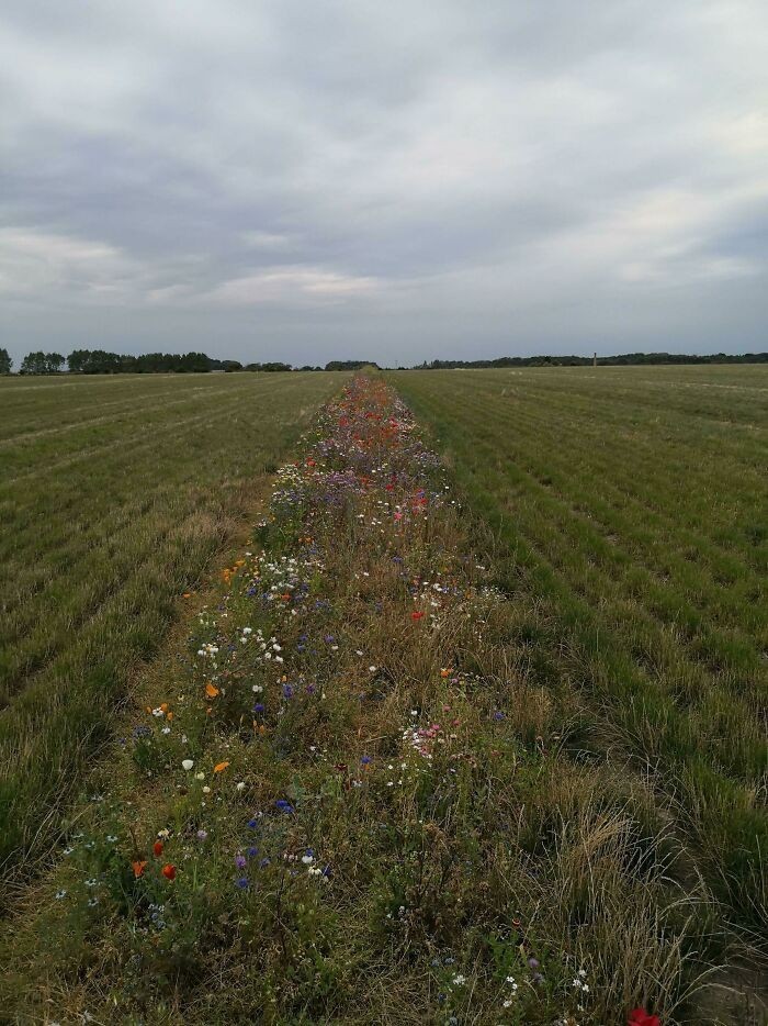 "Miejscowi farmerzy stworzyli na swoich polach specjalne pasy kwiatów dla pszczół."