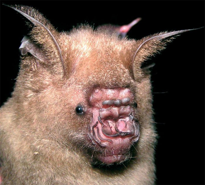 15. Hipposideros pendlebury