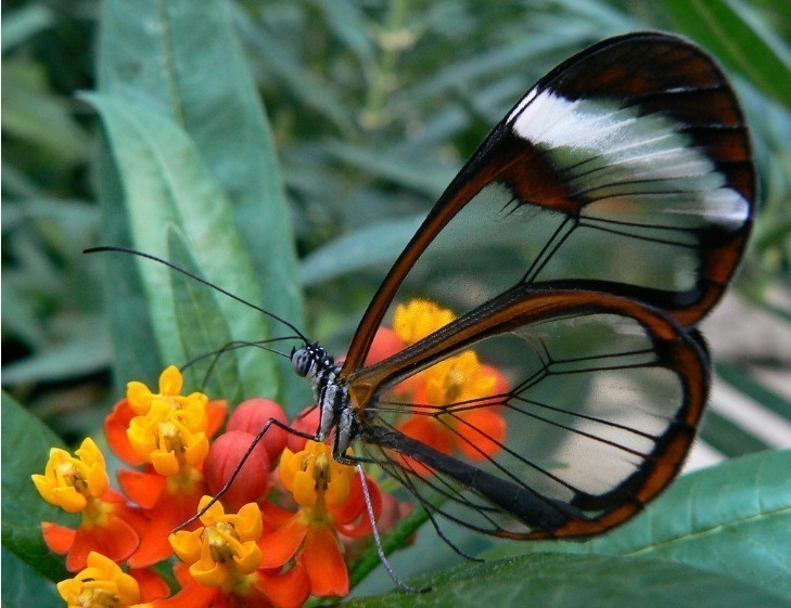 7. Motyl szklanoskrzydły.