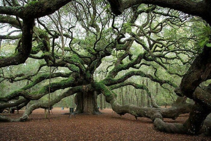 Dąb "Angel Oak" w Południowej Karolinie