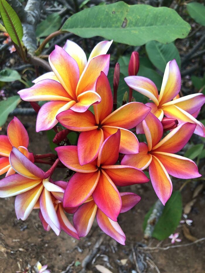 Wielobarwna plumeria