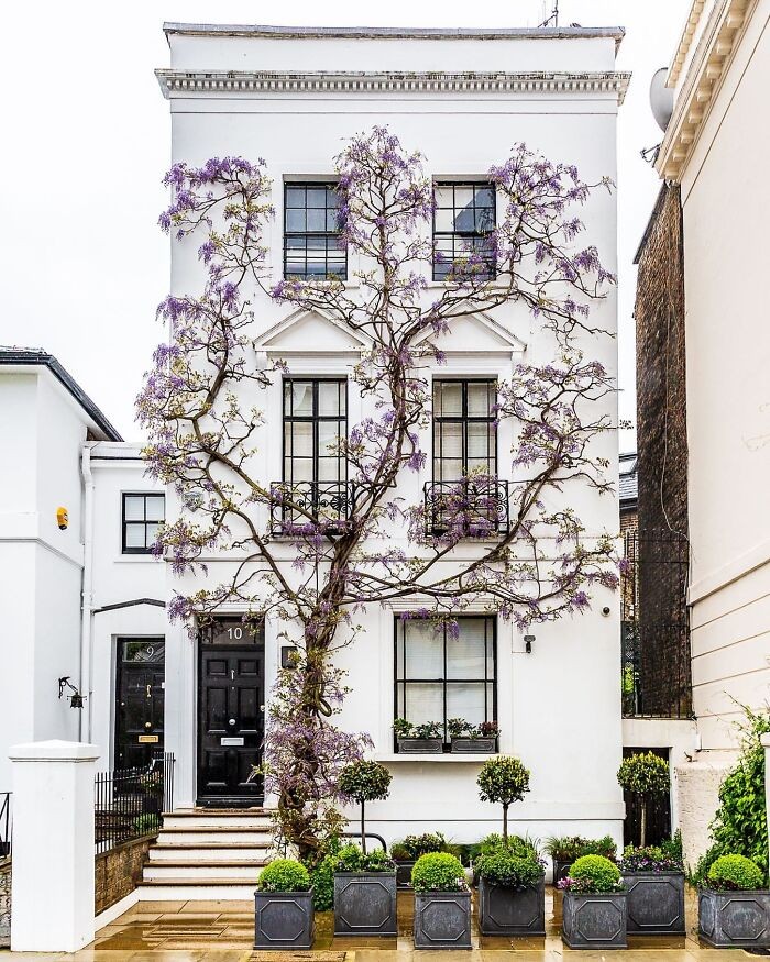 Wisteria pnąca się po ścianie jednego z londyńskich domów