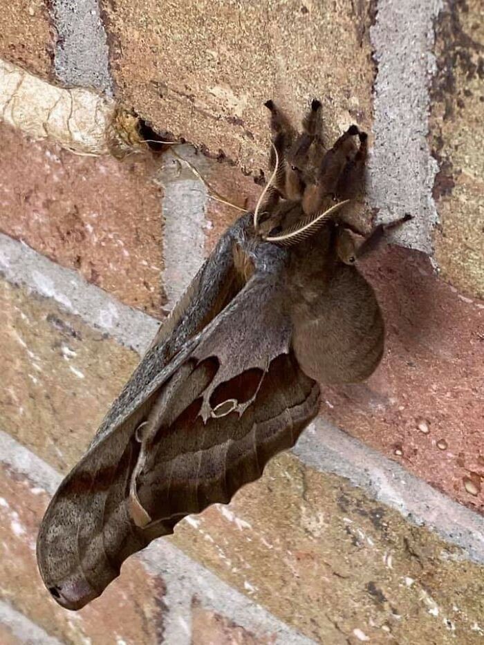 Antheraea polyphemus: Ćma wyglądająca jak tarantula ze skrzydłami