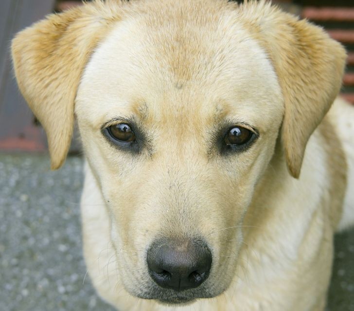 Labrador