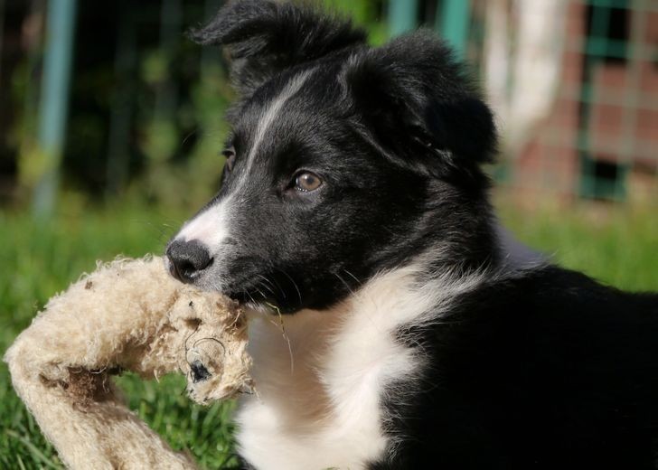 Border Collie