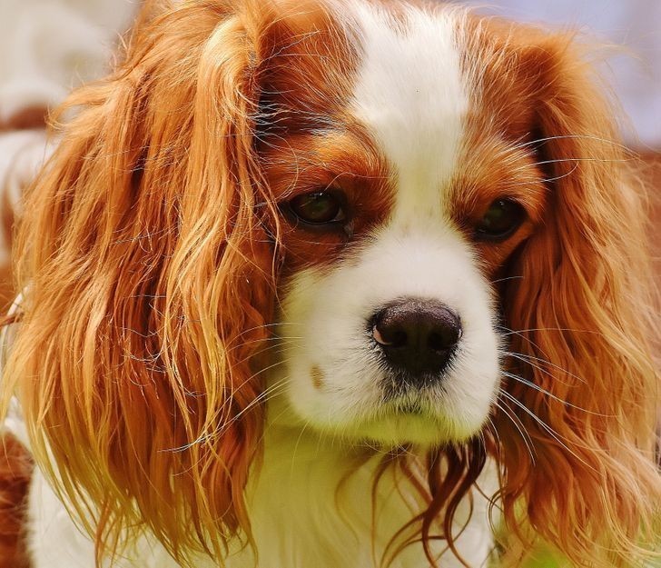 Cavalier king charles spaniel