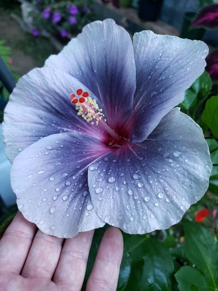 Spektakularny kwitnący hibiskus