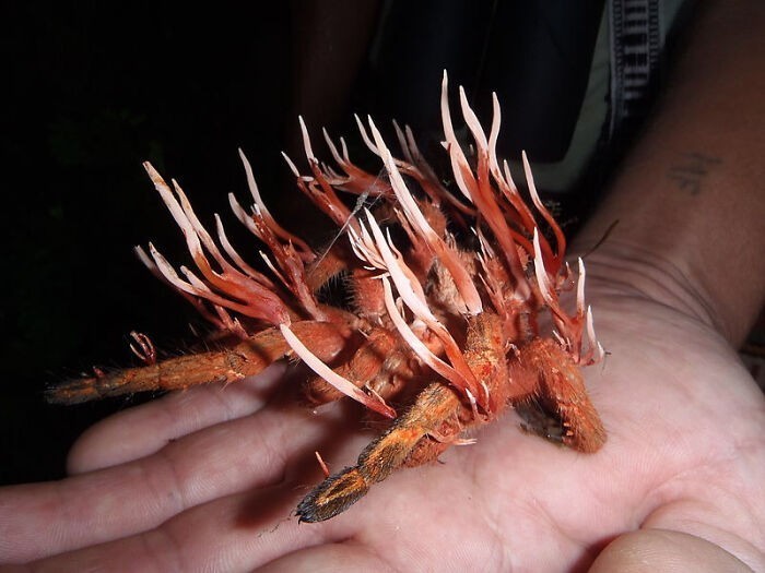 Tarantula zaatakowana przez pasożytniczy grzyb o nazwie maczużnik