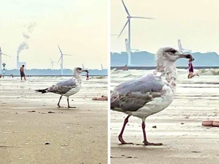 "Mewa niosąca małego człowieka"