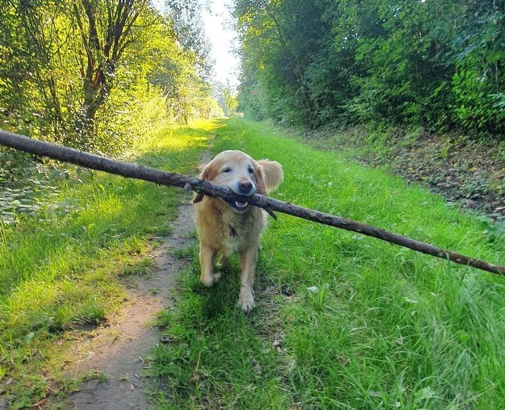 "Był bardzo dumny z tego patyka."