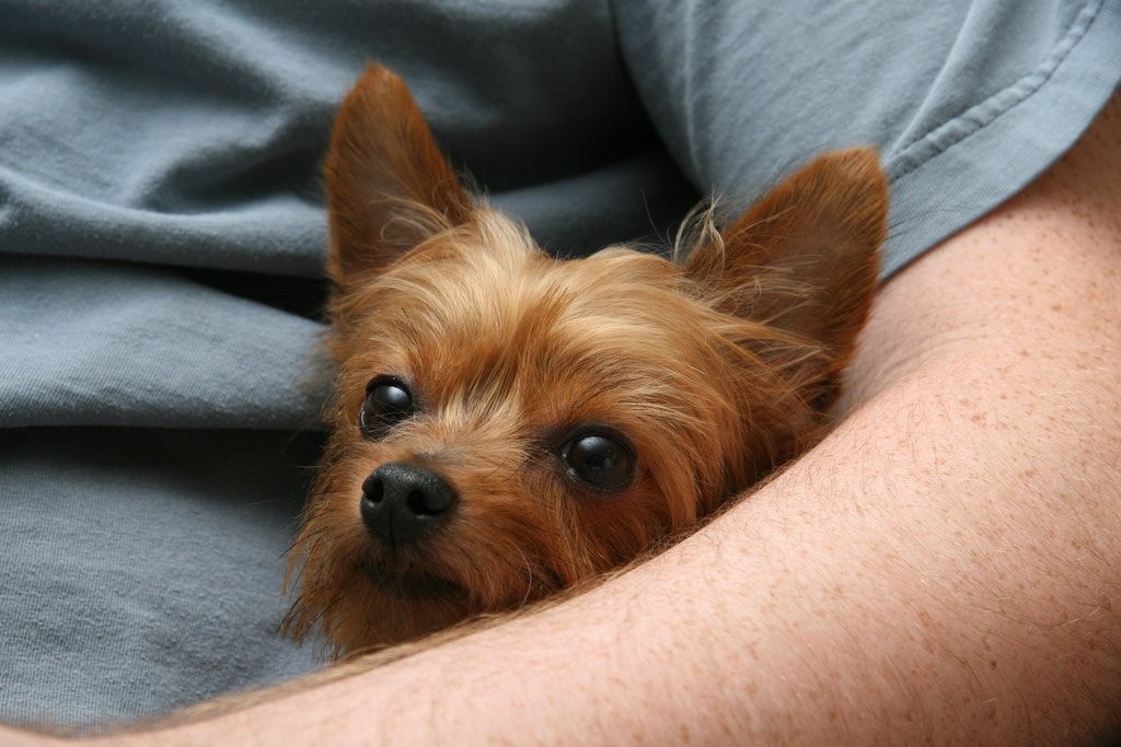 12 Yorkshire terrier