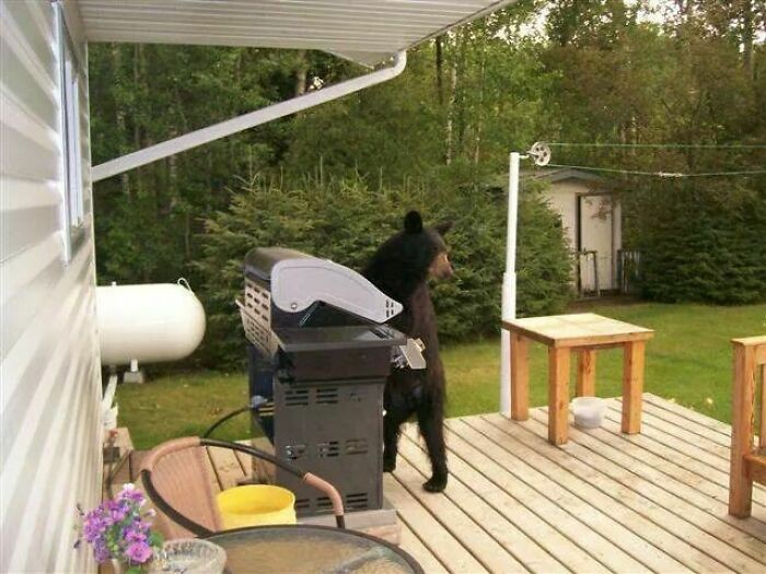 Bear Grills