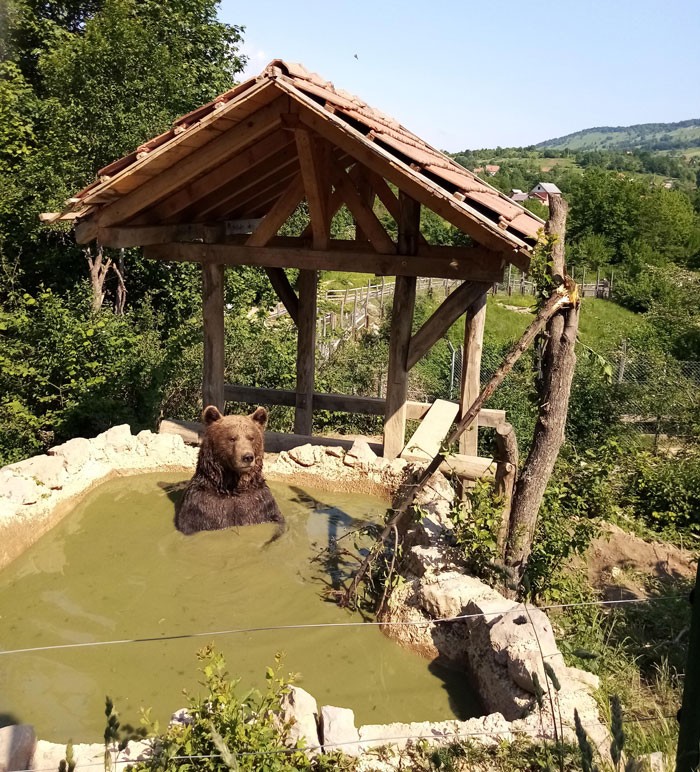 "Pracuję jako ochotnik w chorwackim schronisku dla niedźwiedzi. Pomyślałem, że spodoba wam się to zdjęcie."