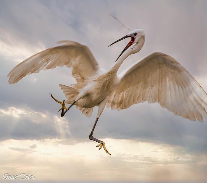 13. Niezgrabny egret z Egiptu